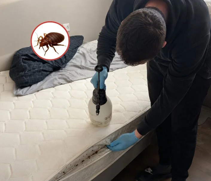 Technicien traitant un matelas contre les punaises de lit à Boisemont
